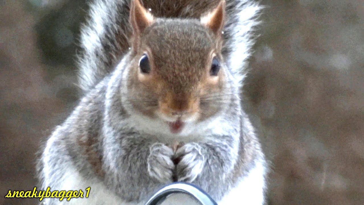 Cheeky Squirrel On The Bird Feeder 20Jan13