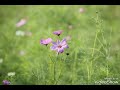 八代亜紀 あなた信じて