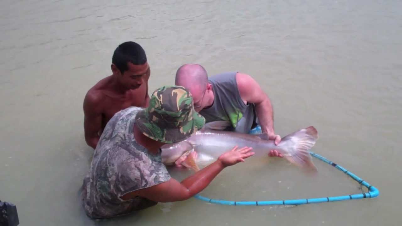 Beach Republic Catfish and Carp Fishing in Koh Samui YouTube