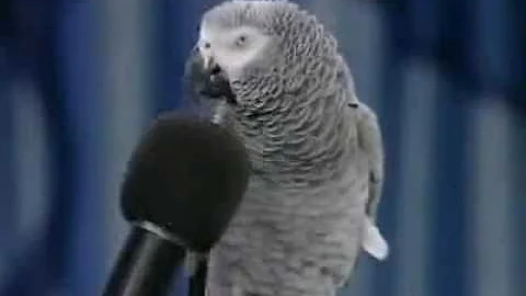 Alex the Parrot