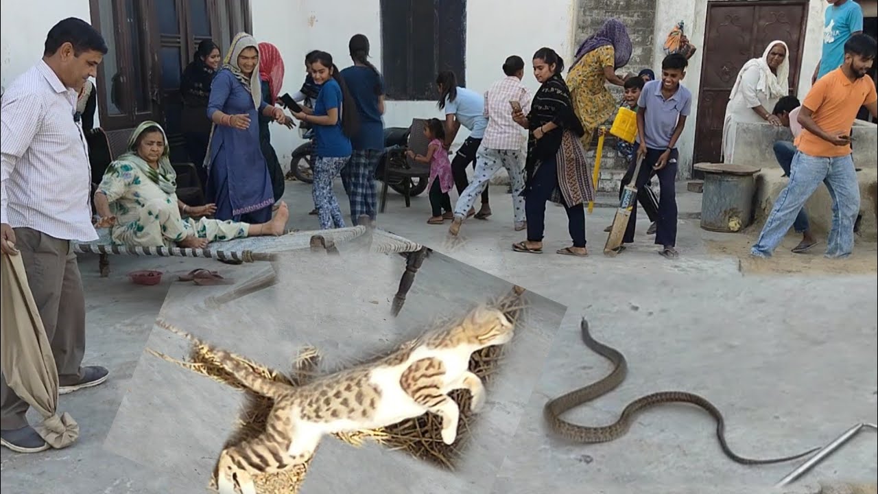 बिल्ली देती रही सांप का पहरा कई घंटे तक रोक कर रखा///स्नेकमैन सतीश फफड़ाना 9255130130