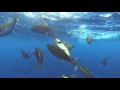 Wide open Yellowfin Tuna under water- Pacific Dawn Sportfishing - Sept 2015 - Underwater squad
