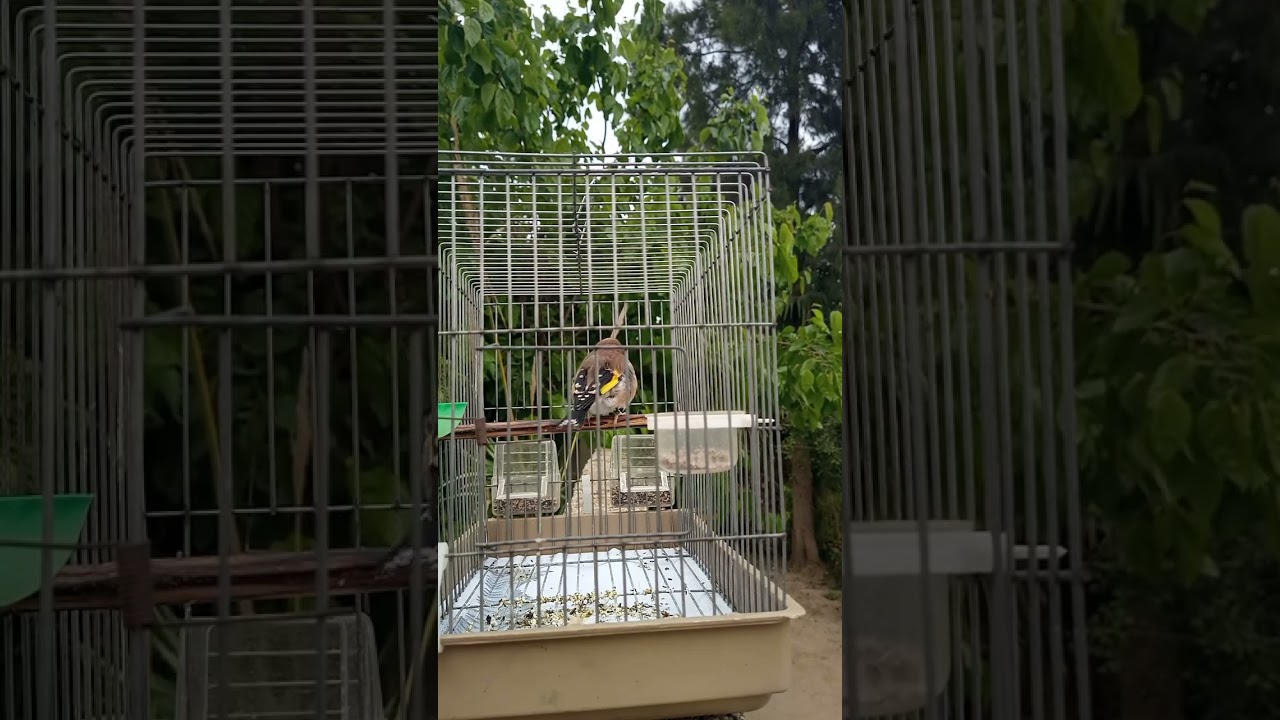 ربي يبارك ماشاء الله 