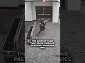 Watch: Prosecutors release video of armed man storming correspondents’ dinner