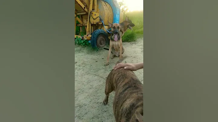 #pitbull female on heat #germanshepherd_...  gape ...