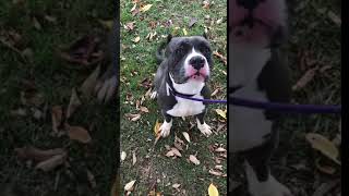 Meet Norton A Terrier American Pit Bull Currently Available For Adoption At Petango 10132018