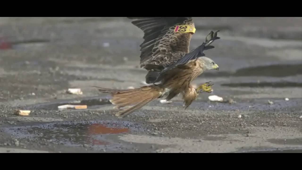 Flying Kites Documentary YouTube