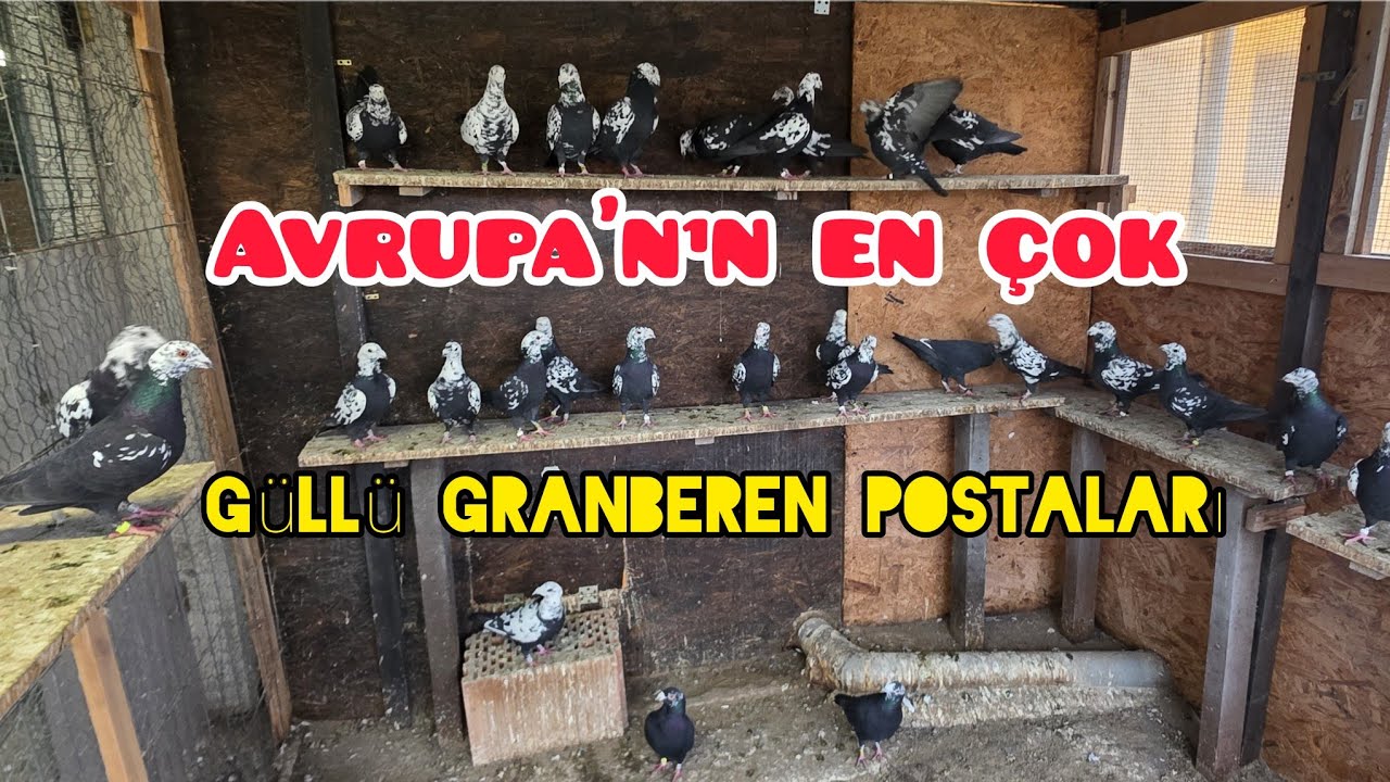 Güllü Granberen Posta Schwarz Tigers Avrupanın en Güllü kümesi#aksoyfiloelvanguvercinleri 