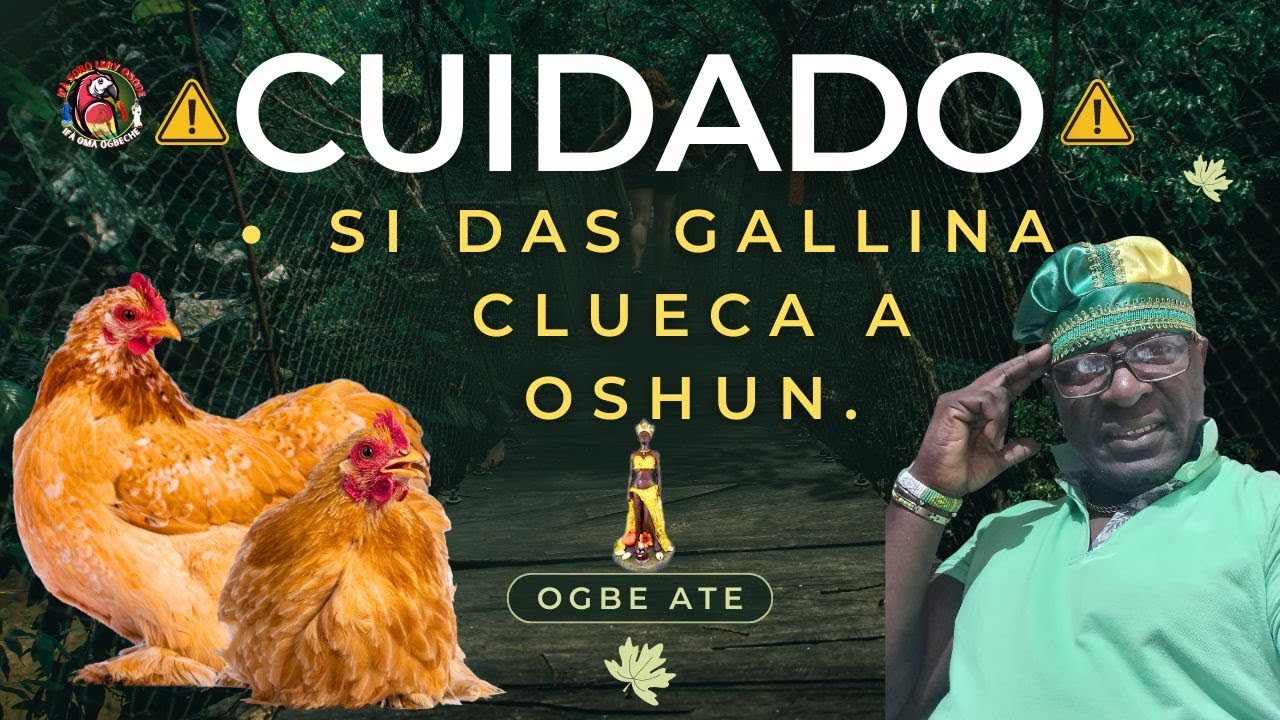 ! PARA QUE VEAS QUE ORULA SIEMPRE HACE POR LAS MUJERES¡( OGBE ATE)🙏🦜