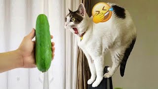 Funniest Cats and Dogs  Funniest Animals 2024 #15