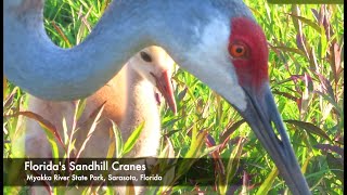 Florida's Sandhill Cranes