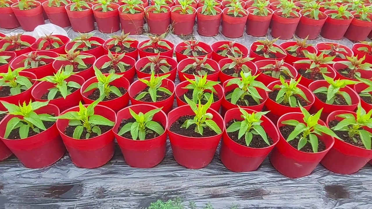 chuẩn bị giá thể trồng hoa vạn thọ tết 2025