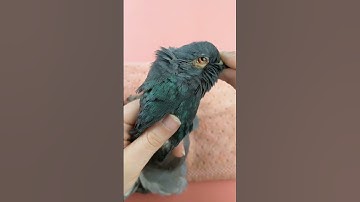 Transforming a #pigeon into Art: #taxidermy Process Revealed