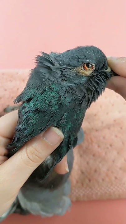 Transforming a #pigeon into Art: #taxidermy Process Revealed