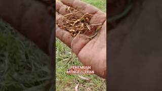 metal detektor penemuan mas mengejutkan