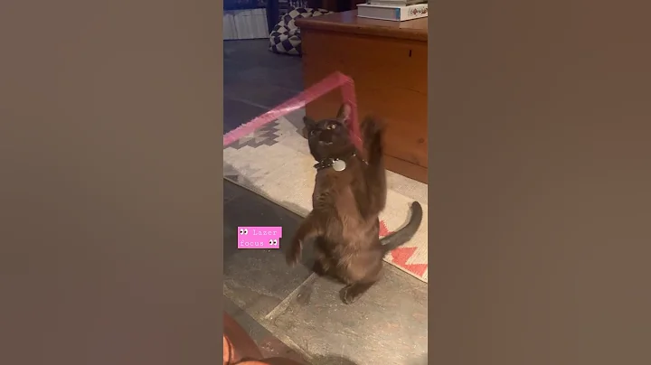 Watch the video about Burmese cat practices her wild hunting skills 🦂#burmesecat