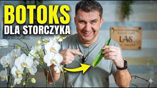 Orchid care: Aloe, rice water and coffee as growth stimulants.