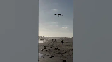 Что едят хитрые чайки