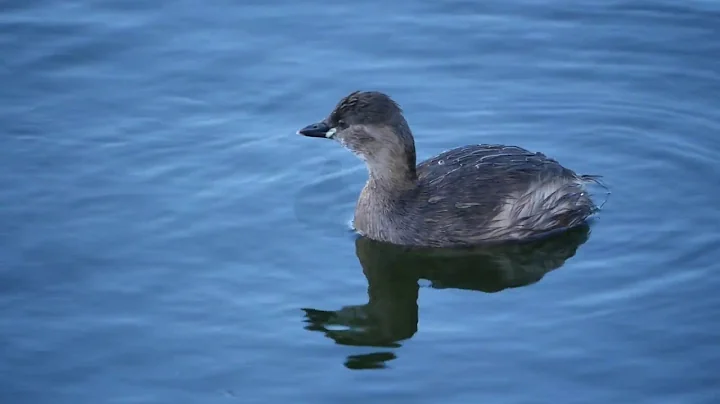 A CLOSER LOOK AT THE LITTLE GREBE
