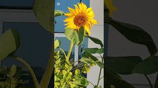 Bright Sunflower to Start a Day