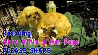 Rescuing Asha Attie and Her Pups