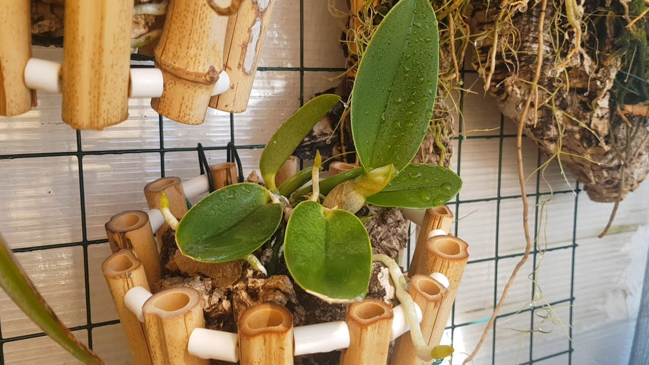 Cattleya walkeriana,  обзор и новые посадки