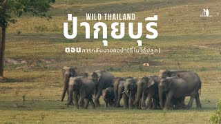 Wild Thailand | ป่ากุยบุรี | Ep.III การกลับมาของป่า (ที่ไม่ได้ปลูก)