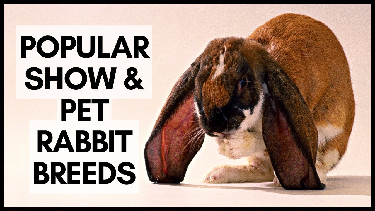 Popular Show & Pet Rabbit Breeds - YouTube