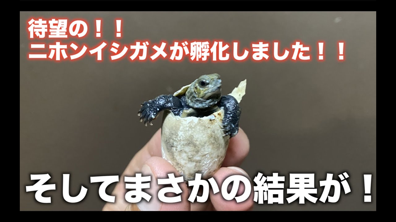 ついに！！イシガメが孵化しました！！