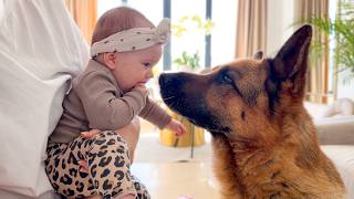 This Baby’s Reaction to Her German Shepherd Will Melt Your Heart