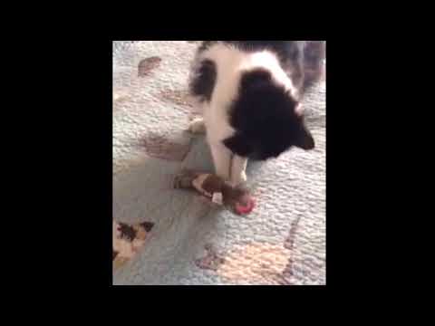 petlinks foxy frenzy