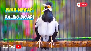 Jalak Suren Gacor #4 ! Full Isian Mewah Ngeroll Nembak Joss Buat Jalak Lain Bongkar Materi