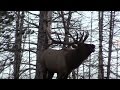 Bugling Bull Elk