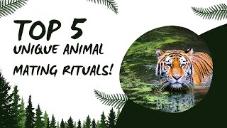 Top 5 Unique Animal Mating Rituals You Won't Believe!