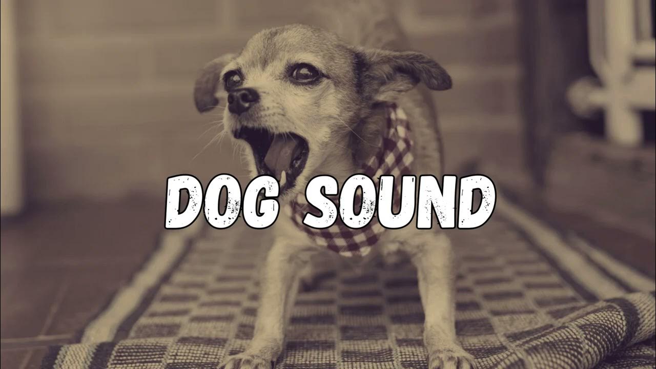 Dog Sound Ringtone YouTube