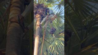 Plam tree cutting work #skills
