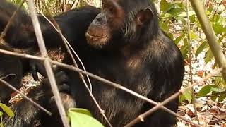 Chimpanzee Hanging Around in Gombe National Park