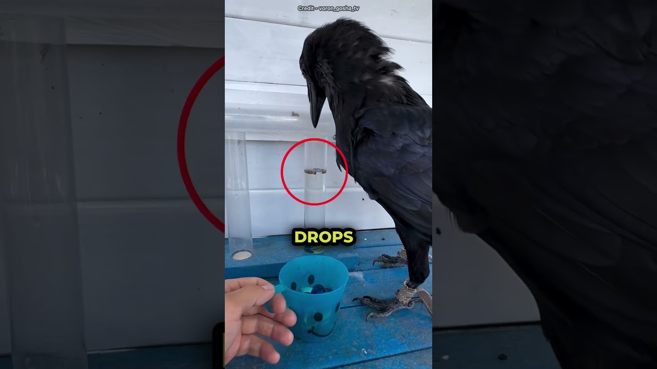 Crows have 200 IQ 😨
