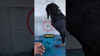 Crows have 200 IQ 😨
