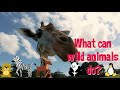 What can wild animals do?