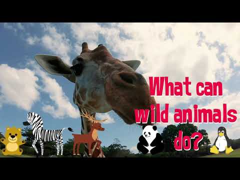Videó: Kérnek-e a vadon élő állatok menhelyei szempillaspirál pálcát?