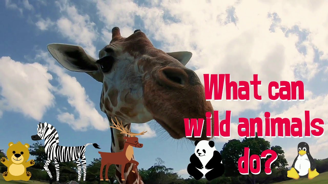 What can wild animals do?