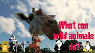 What can wild animals do? screenshot 2