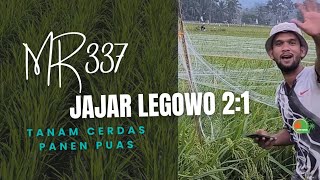 The Secret to a Bountiful Harvest! Plant Rice in a 2:1 Row