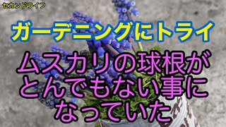 庭のムスカリが大繁殖　放置でも増える　ガーデニングにトライ　ドライフラワーにもした　Muscari