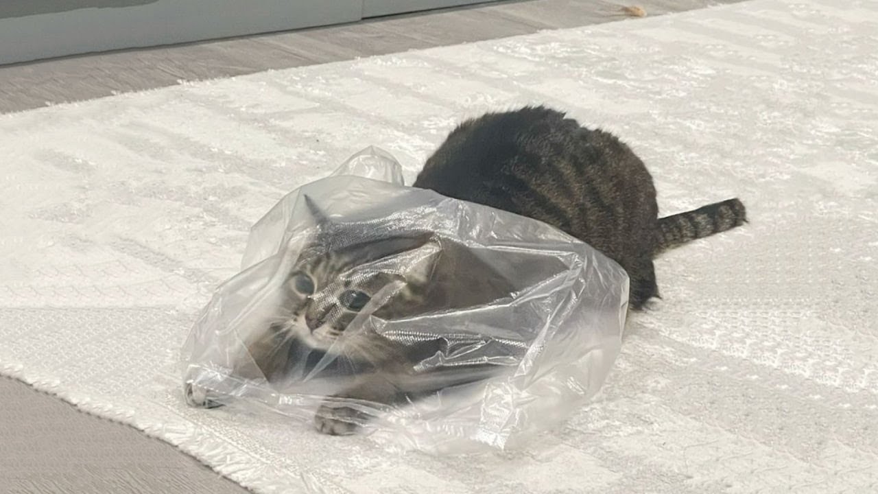 Try Not To Laugh 🤣 New Funny Cats Video 😹  Part 22