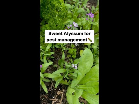 Vidéo: Prendre soin des plantes d'alyssum sucrées : comment faire pousser de l'alyssum dans le jardin