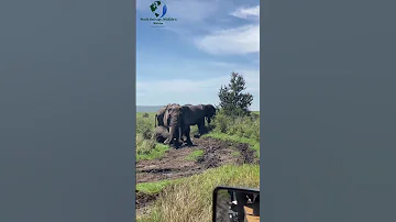 Elephant Cooling Their Bodies TANAPA Serengetinationalpark Saadannationapark 