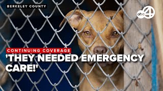 50 dogs from suspected dogfighting ring in South Carolina