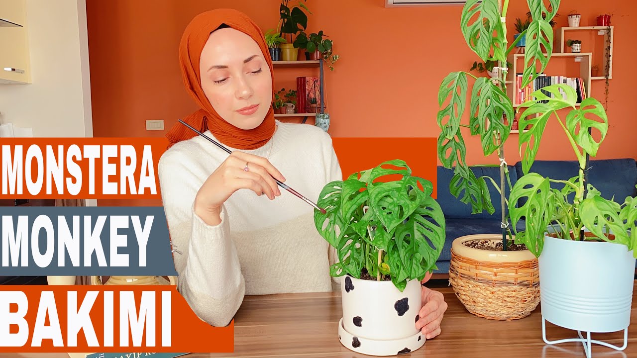 Monstera Adansonii Genel Bakım